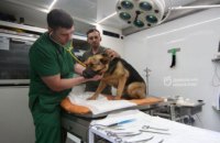У Дніпрі в спеціальному автомобілі стерилізують собак: хто може скористатися безкоштовною послугою 