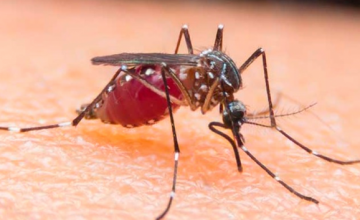 В Харькове студент из Нигерии заболел малярией