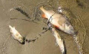 В Азовском море массово начала гибнуть рыба
