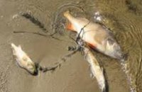 В Азовском море массово начала гибнуть рыба