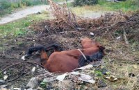 В Кривом Роге лошадь провалилась в яму: потребовалась помощь спасателей (ФОТО)