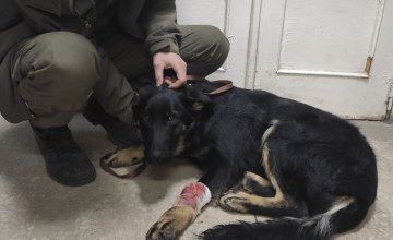 ​В Днепре спасли собаку, попавшую в ДТП