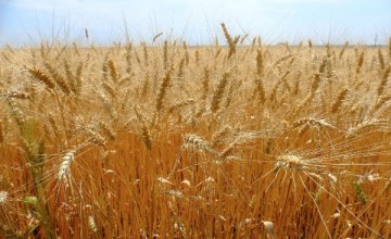 На Днепропетровщине собрали 2,2 млн тонн зерна