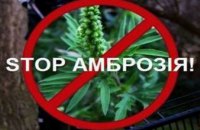 Для борьбы с амброзией в Днепропетровской области успешно применили новый экологически безопасный препарат