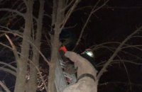 В Покрове спасатели сняли с дерева кошку и 12-летнего мальчика (ФОТО)