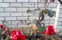 В Днепре посреди зимы расцвели розы (ФОТО)