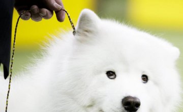 В Японии собаки научатся определять онкологию по запаху