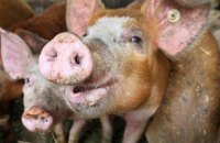 В Украине от эпидемии АЧС погибли 130 тыс свиней