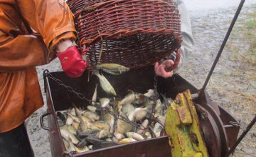В Днепровское и Каменское водохранилище выпустили 7,5 тонн растительноядных видов рыб