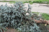 В Днепропетровске изъято около 1 тыс. контрабандных елок