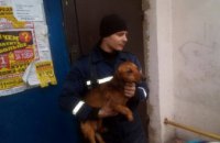 На Днепропетровщине спасатели  спасли таксу, которая залезла между домами и застряла (ФОТО)