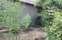 В Кривом Роге женщина посадила у себя в огороде более 20 кустов конопли 