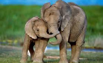 Слон является самым заботливым и сочувствующим животным, - ученые