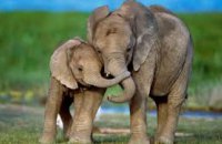 Слон является самым заботливым и сочувствующим животным, - ученые