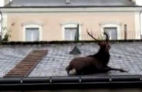 Во Франции с крыши сняли оленя 