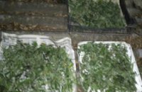 У жителя Запорожской области изъяли почти 1 кг марихуаны