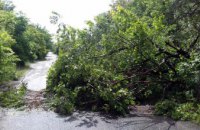 В Соборном районе Днепра упавшее дерево перегородило дорогу транспорту