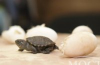 В музее Днепропетровского агроуниверситета из экспонатов вылупились черепахи (ФОТО)