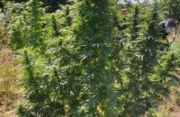 На Днепропетровщине 44-летний мужчина выращивал коноплю и марихуану