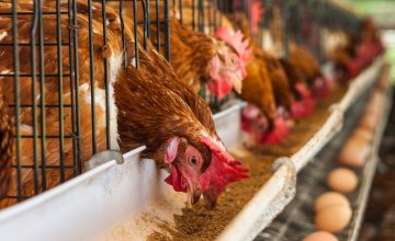 Уникальный продукт, не имеющий аналогов: днепровский завод изобрел замену соевым ГМО-кормам для животных