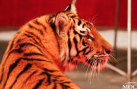 ​Закулисье цирка: как в Днепре молодые тигры начинают карьеру (ФОТОРЕПОРТАЖ)