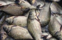 Заборона на реалізацію риби: посилено контроль за обігом харчових продуктів на агропродовольчих ринках Дніпропетровської області