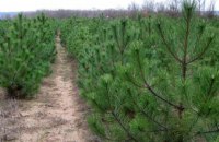 В 2017 году на Днепропетровщине продано более 27 тыс хвойных деревьев