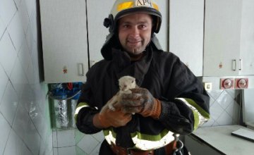 В Днепре спасатели вытащили котенка из вентиляционной шахты 