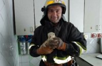 В Днепре спасатели вытащили котенка из вентиляционной шахты 