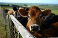 Украинцев обязали до конца года зарегистрировать домашний скот по евростандартам
