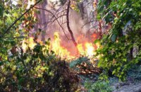 На Днепропетровщине горел хвойный лес (ФОТО)