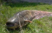 Днепропетровский рыбак поймал в Самаре 62-килограммового сома
