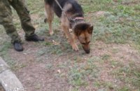 На Днепропетровщине собака помогла разыскать пропавшую 4-летнюю девочку