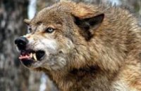 В Житомирской области трое селян стали жертвами бешеного волка