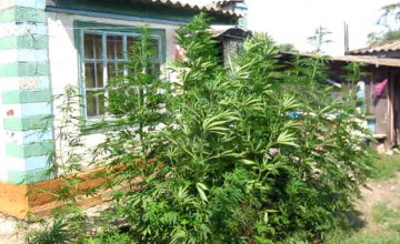 В Днепропетровской области на огороде ранее судимого мужчины нашли плантацию марихуаны