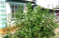 В Днепропетровской области на огороде ранее судимого мужчины нашли плантацию марихуаны