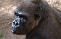 В США умерла самая старая горилла в мире