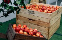 ​В «Садах Днепра» установили мощнейшую сортировочную линию для яблок
