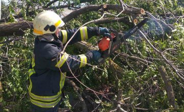 В Новомосковске упавшее 15-метровое дерево перекрыло движение транспорта (ФОТО)