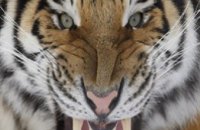 В Воронеже на трассе поймали тигра