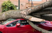 В Днепре на Паторжинского на автомобиль упало дерево
