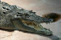 Во Флориде усыпили аллигатора, который напал на 2-летнего ребенка