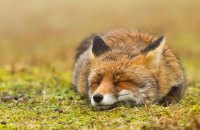 В Днепре спасли маленького лиса, который застрял в канаве