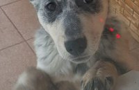Онлайн-база потерянных животных в Днепре: псы в поисках хозяев (ФОТО)