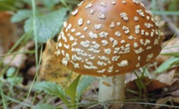 В Днепропетровской области зафиксирован случай отравления дикорастущими грибами