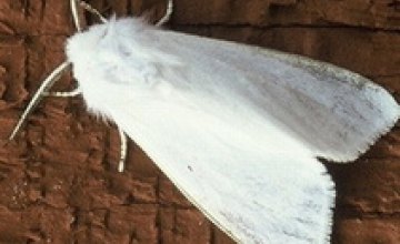 В Днепропетровской области объявили карантин из-за американской белой бабочки