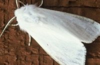 В Днепропетровской области объявили карантин из-за американской белой бабочки