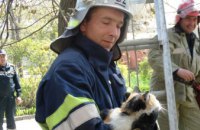 На Днепропетровщине спасли кота, который не смог слезть с дерева 
