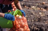 На Дніпропетровщині збирають овочі
