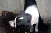 В Днепровском районе спасатели достали собаку, застрявшую между бетонными плитами (ФОТО)